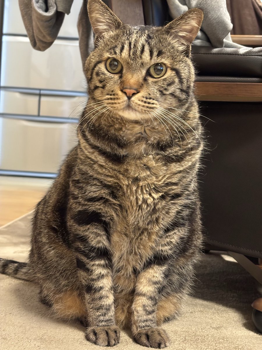 キジトラ虎三郎 tweet media