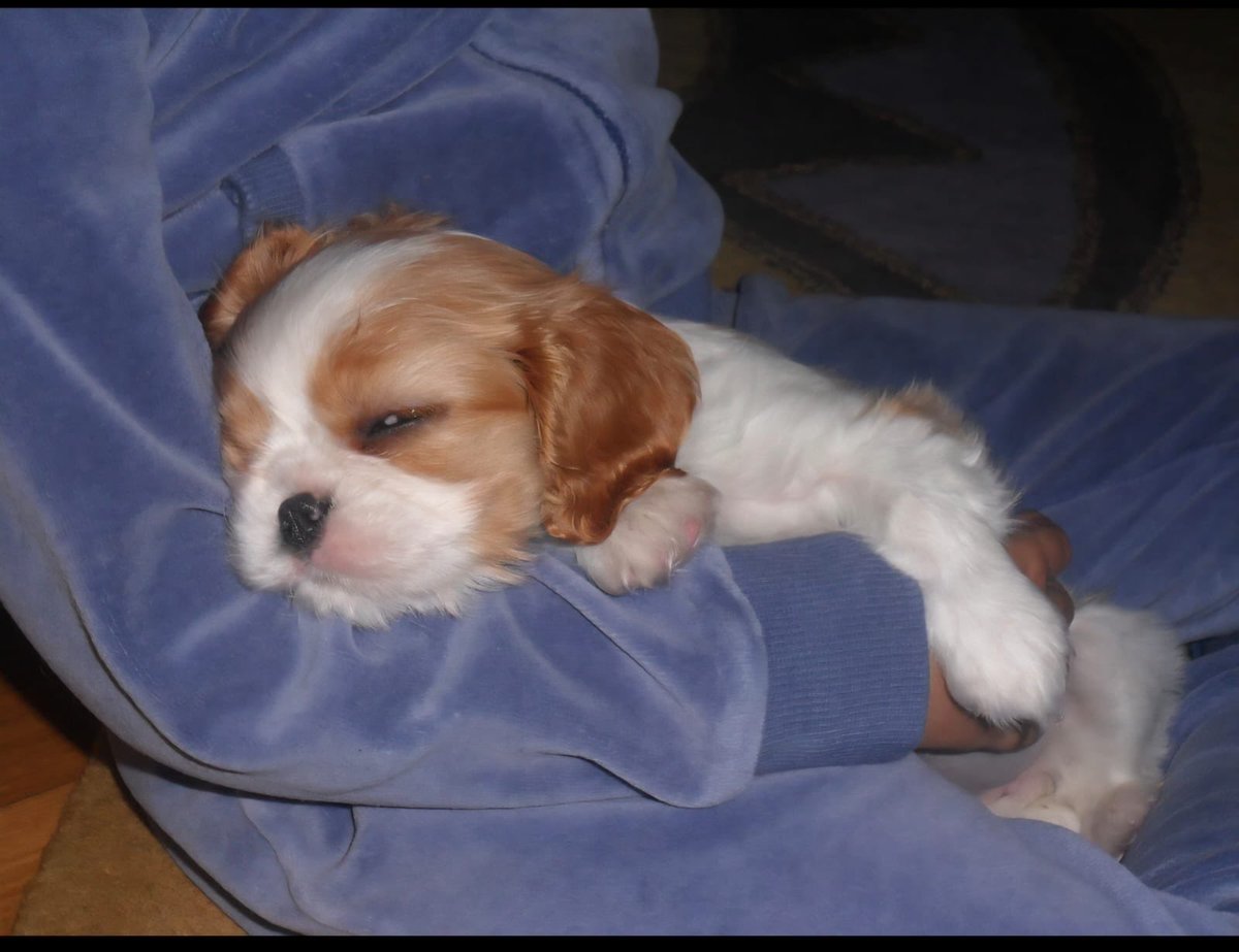 My nephew found these photos of Grace, ❤️❤️and I didn’t remember her being so… tiny 💞🐾and I want to share them🪽She was such… pure love, and she is and always will be with me, just like Timothy – a part of me, and I a part of them❤️❤️