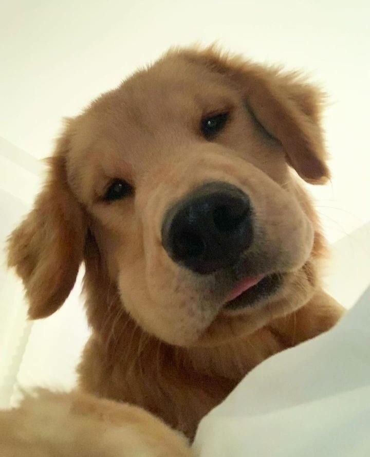 lawrence perham tweet media