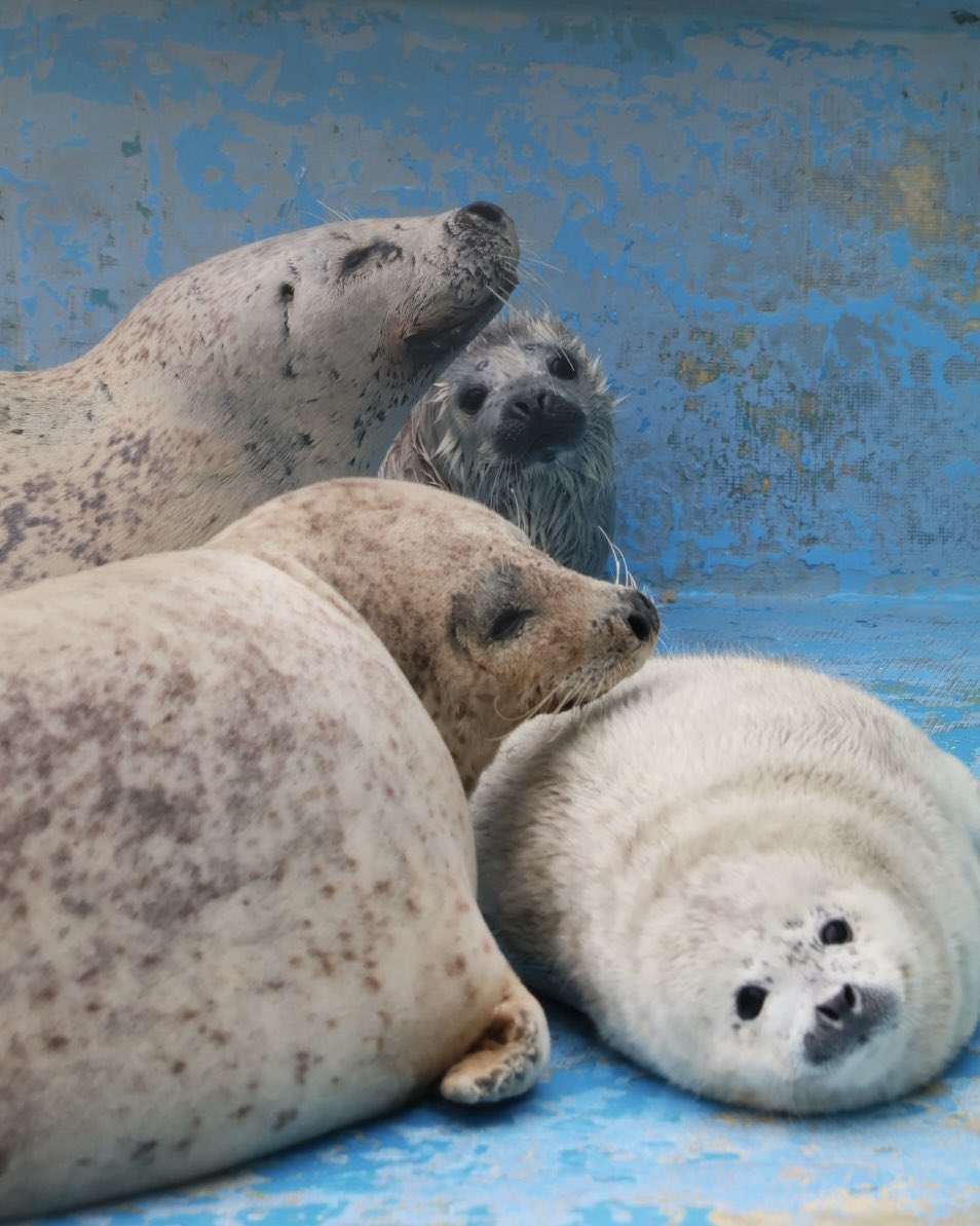 かお🦭 tweet media