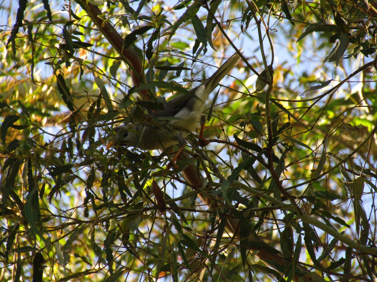 🇦🇺 Ant the Third 🦜🏎️ tweet media