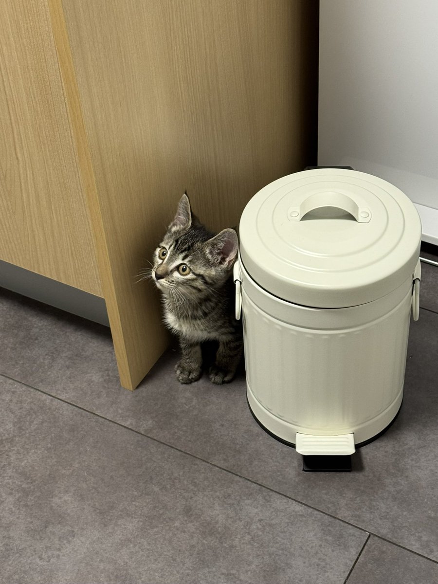 くちゃみ tweet media