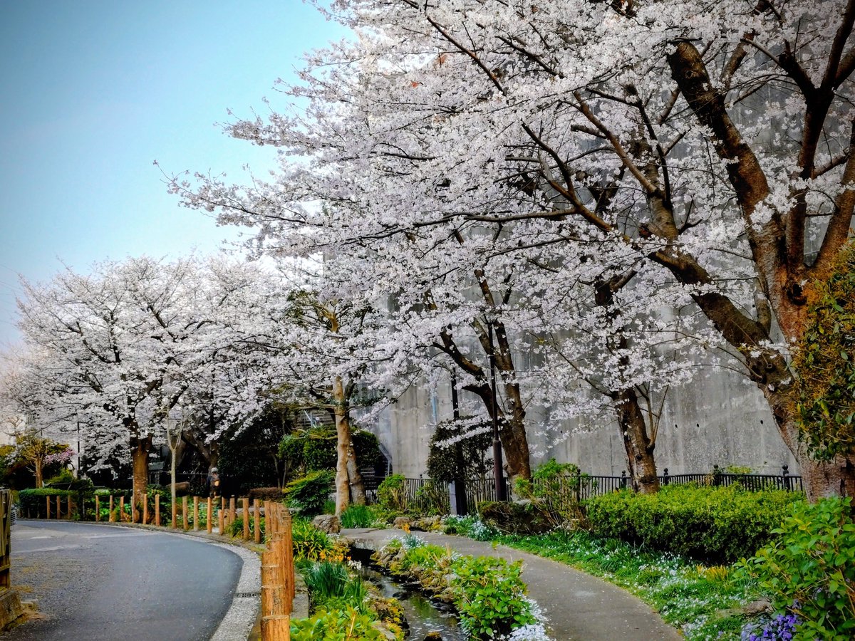 loan wolf cub(マイペース😊) tweet media