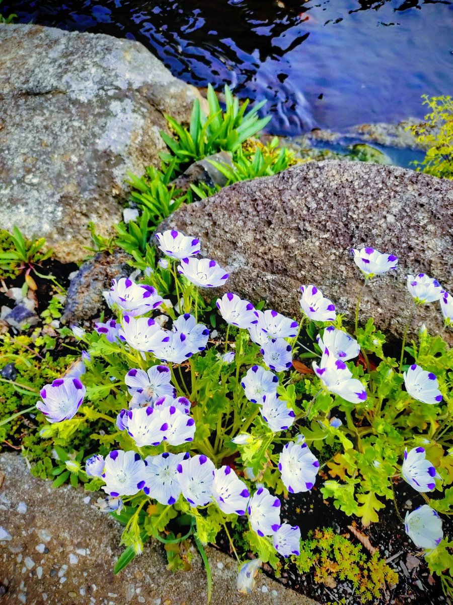 loan wolf cub(マイペース😊) tweet media