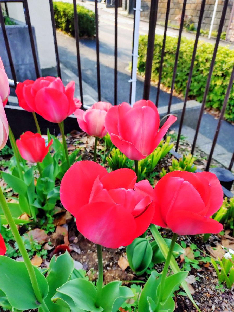 loan wolf cub(マイペース😊) tweet media