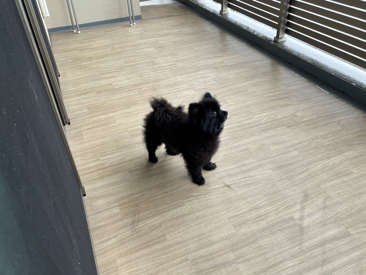黒ポメラニアンのぷーちゃん tweet media