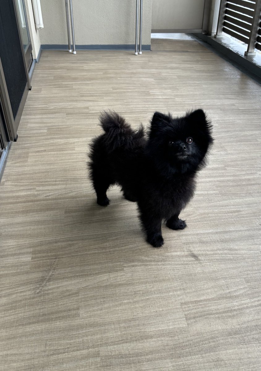 黒ポメラニアンのぷーちゃん tweet media