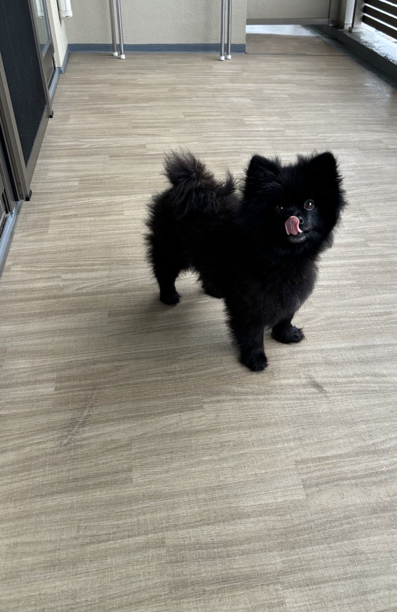 黒ポメラニアンのぷーちゃん tweet media