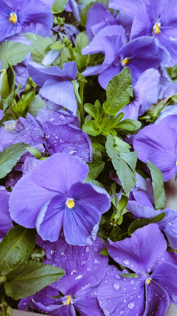 たま ̄(=∵=) ̄in不定期 tweet media