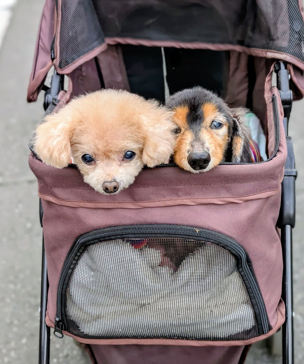 日本橋人形町床屋カットハウススペース tweet media