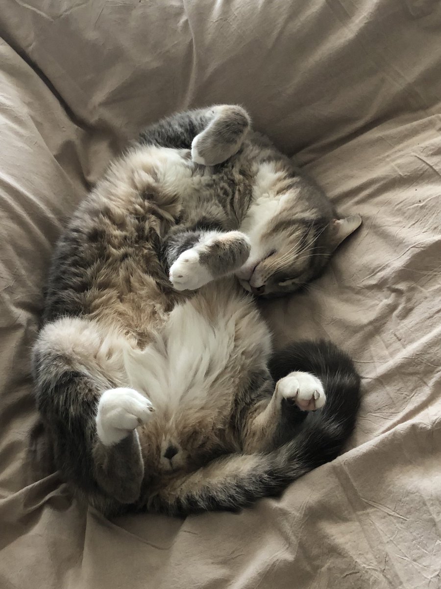 Deynhiaa's tweet photo. C’est l’anniversaire de mon bébé, tout le monde doit lui souhaiter joyeux anniversaire 😽 https://t.co/OGfF650cAx