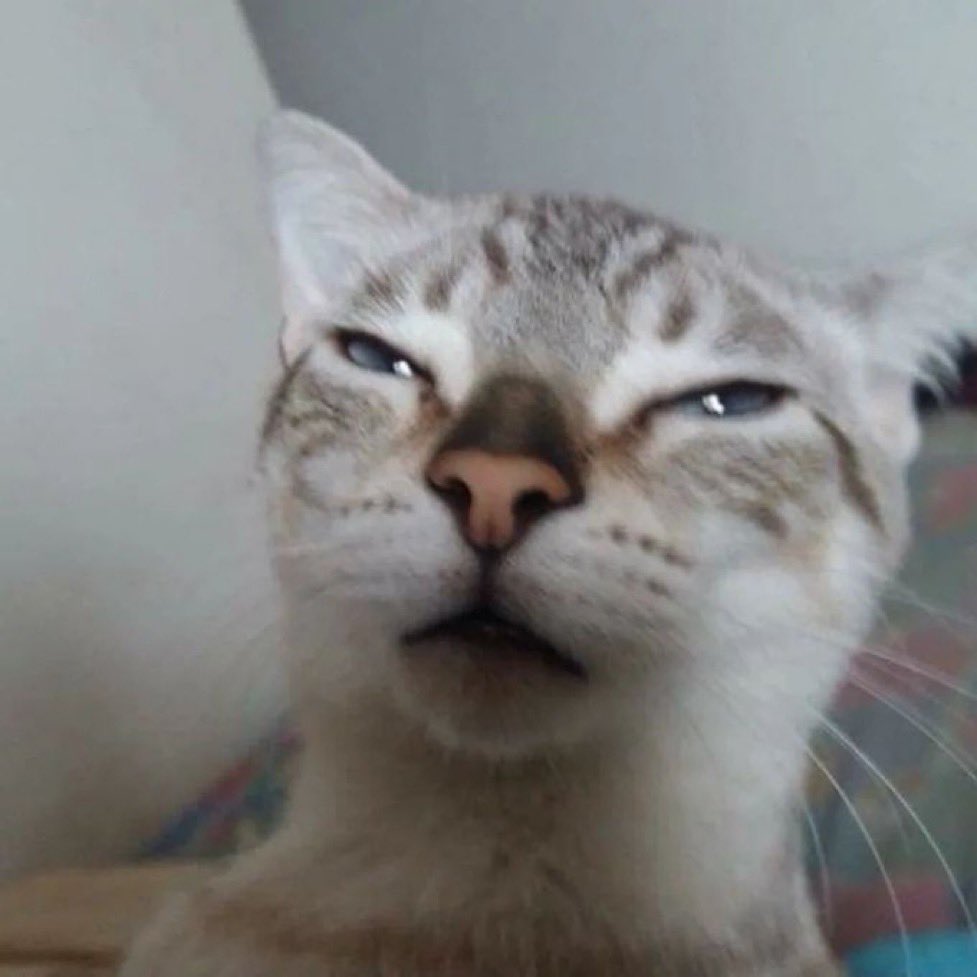 •̅_•̅ tweet media