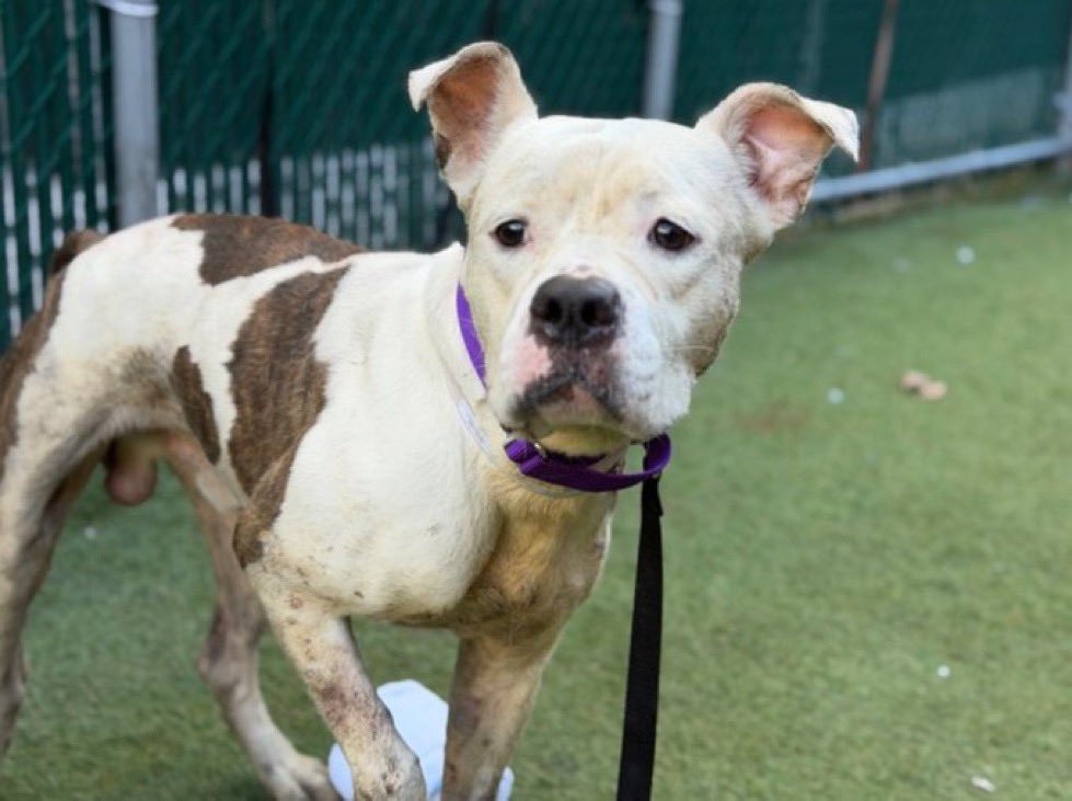 Teriyaki TBK 💉April2️⃣ NYCACC

More ℹ️ on Teriyaki 🔗  ⬇️ 

nycacc.app/#/browse/250351