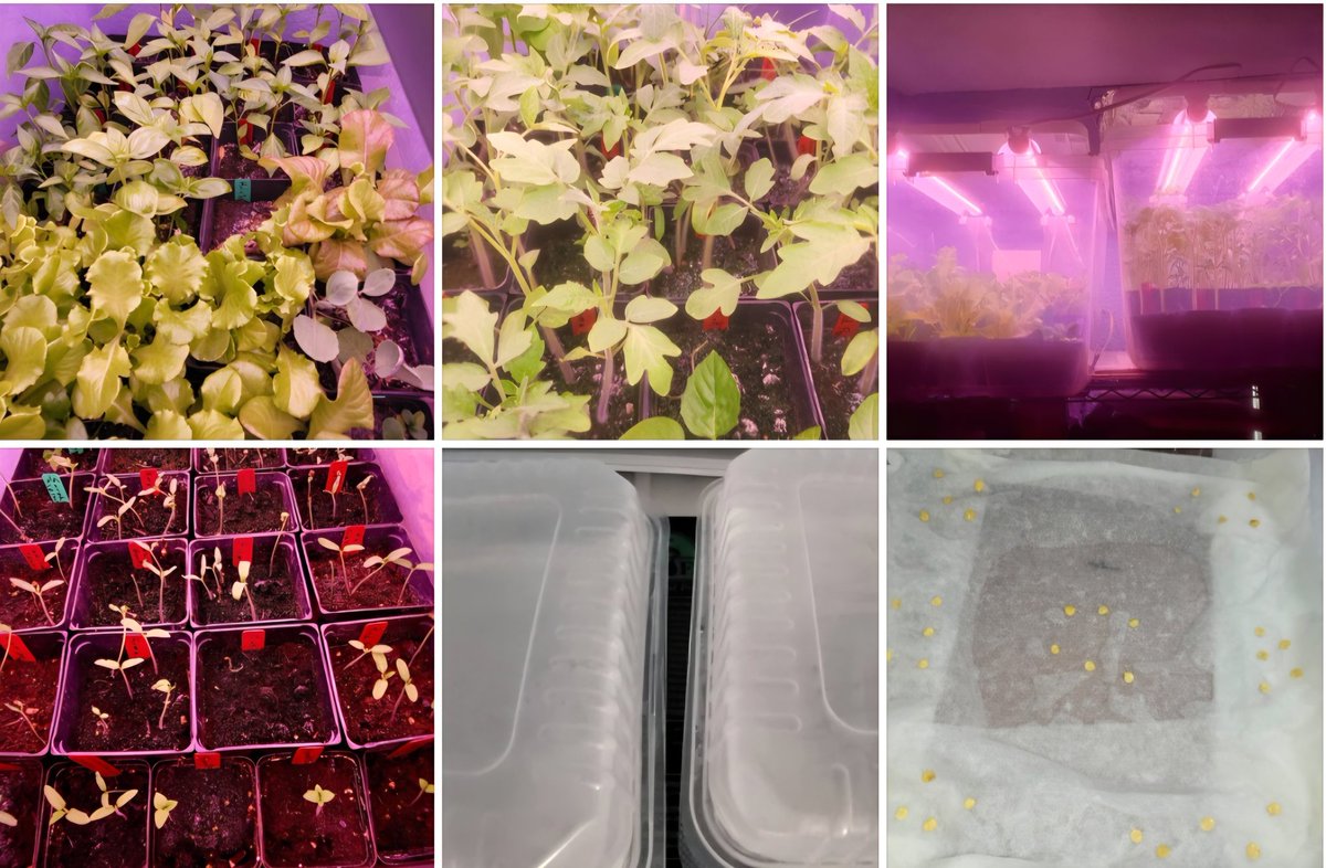 Search4truth33's tweet photo. https://t.co/nn8nfpmHlo

Complete Guide sowing a variety of seeds using napkins, humidity dome and how to transplant them. #harveyseternalgarden #theeternalgarden #sowingseeds #garden #gardening #humiditydome #napkins #gardenguide #seedstarting #planting https://t.co/Ut385KzxVH