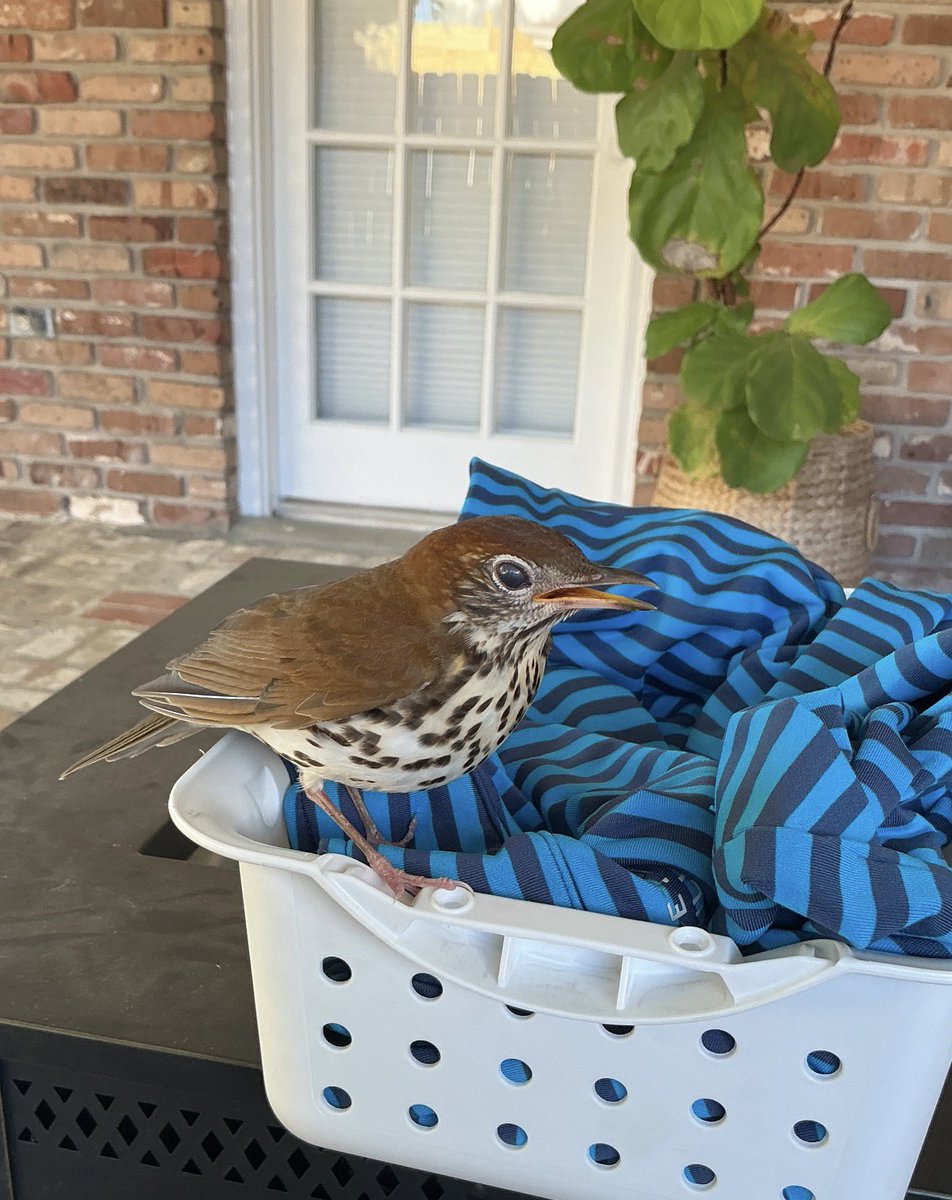 doji crow tweet media