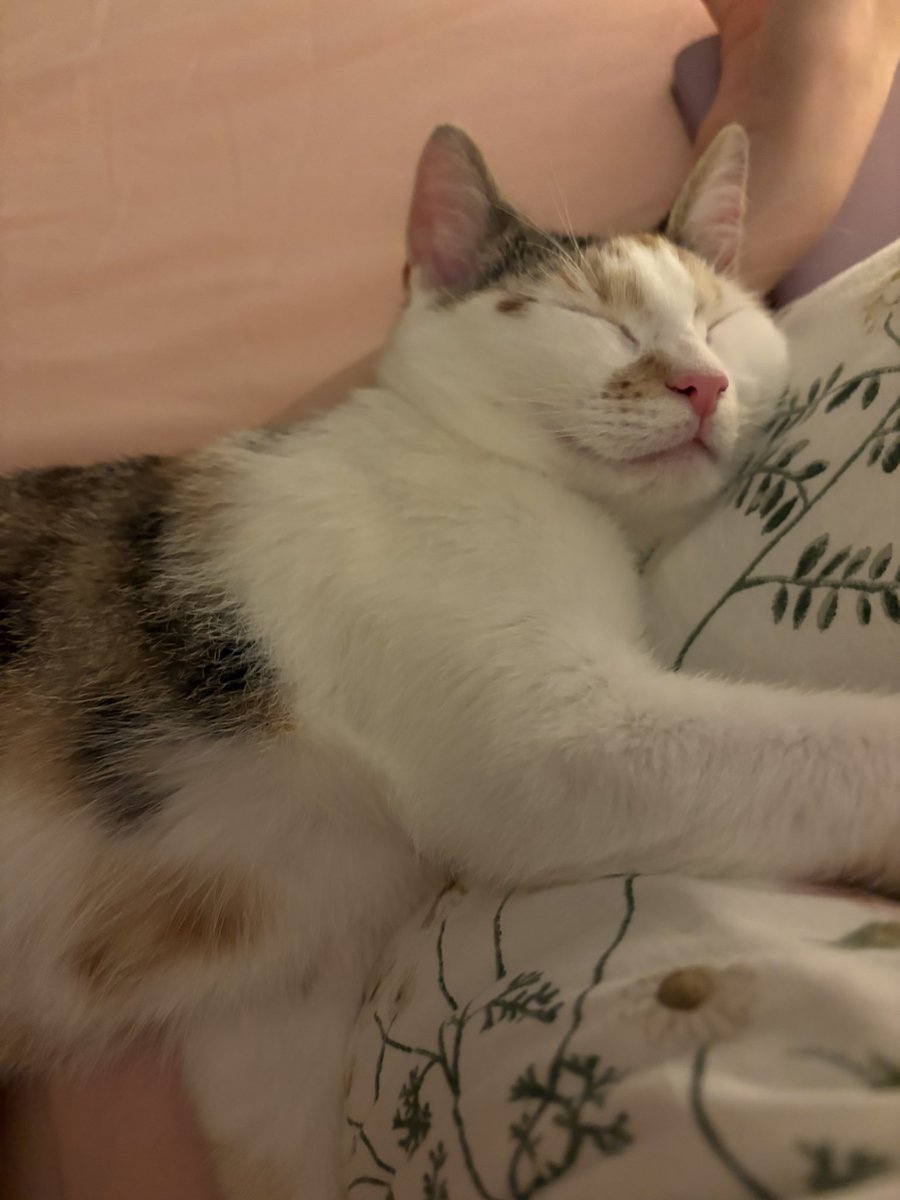 ryn (& apple) ‧₊ 🍒 ᵎᵎ tweet media