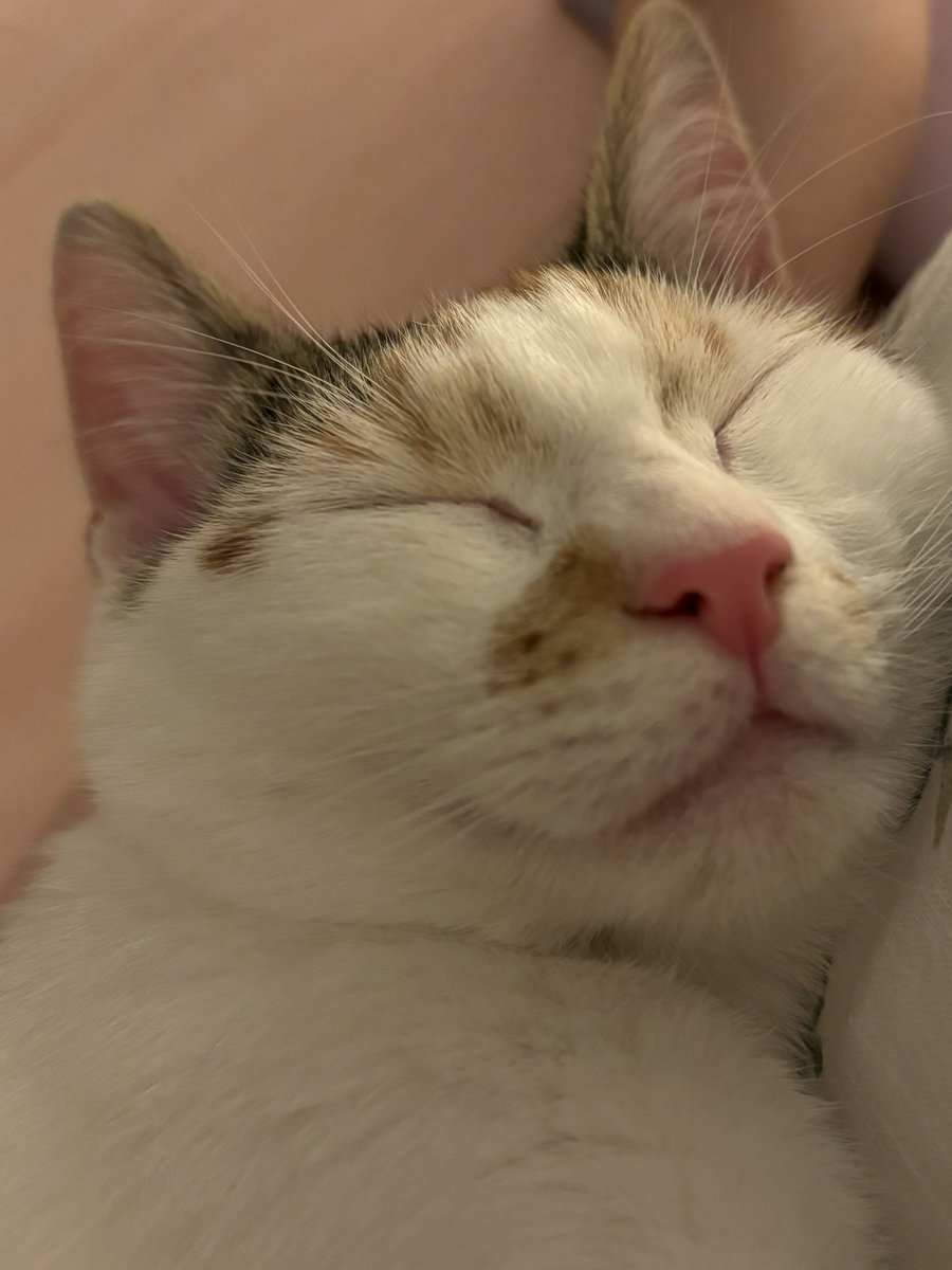 ryn (& apple) ‧₊ 🍒 ᵎᵎ tweet media