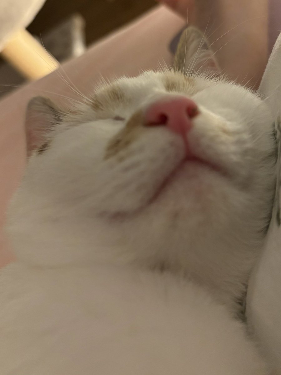 ryn (& apple) ‧₊ 🍒 ᵎᵎ tweet media