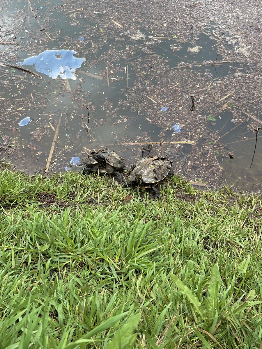 venusinylons tweet media