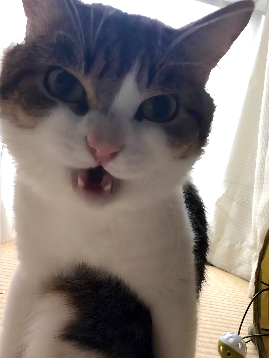 ニコちゃんとこたろう先生とトロとわさび姐さん tweet media