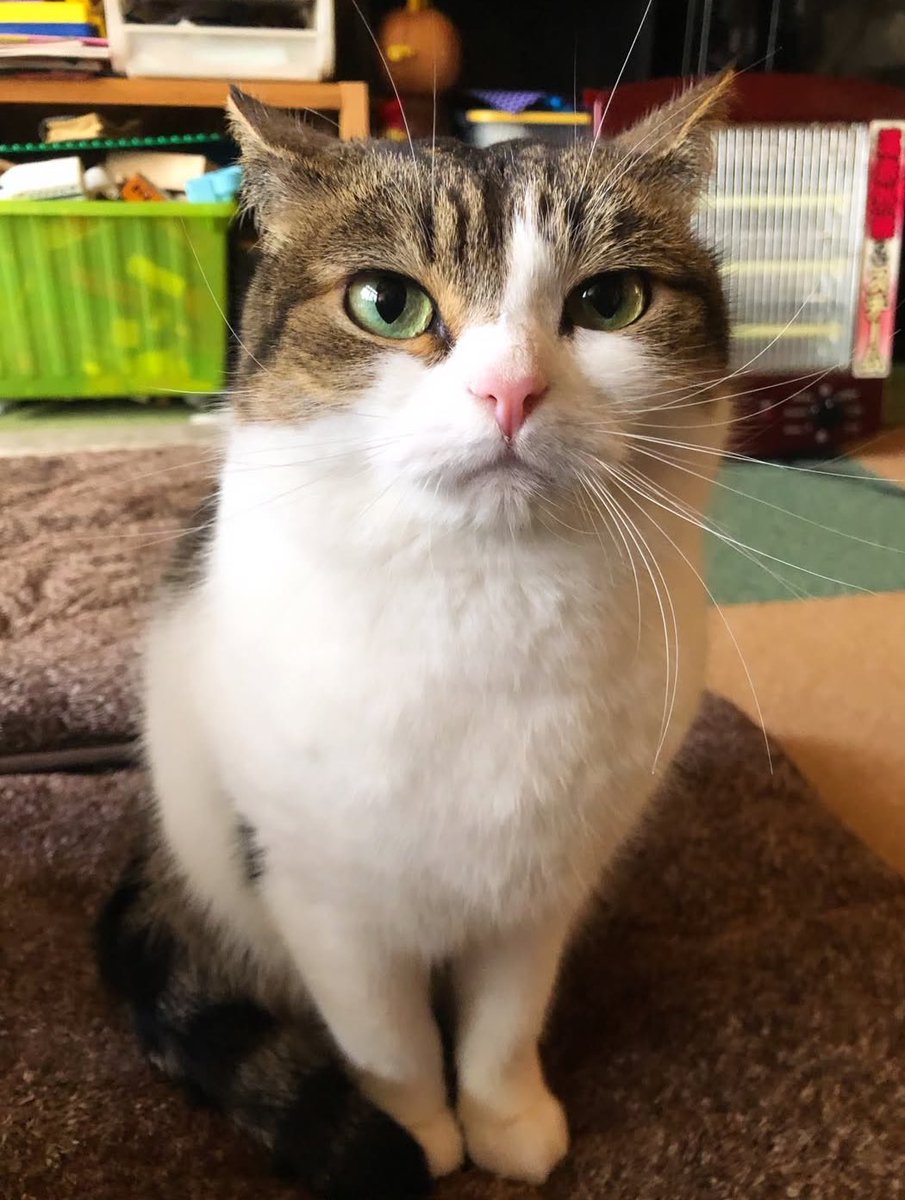 ニコちゃんとこたろう先生とトロとわさび姐さん tweet media