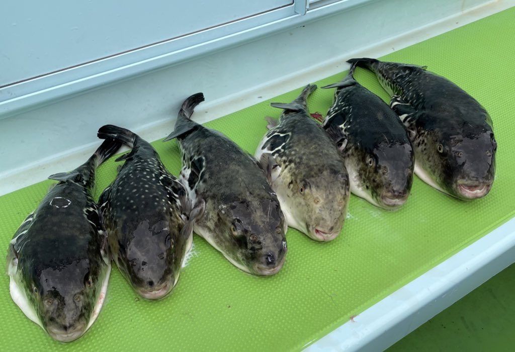 くまさん@釣り tweet media