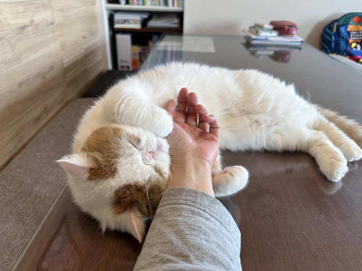 エキゾのきなこさん。 tweet media