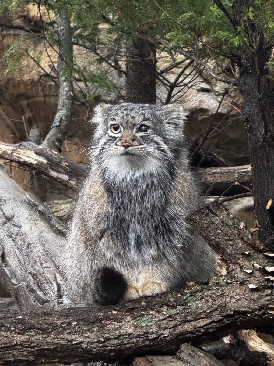 そらまめきなこ tweet media