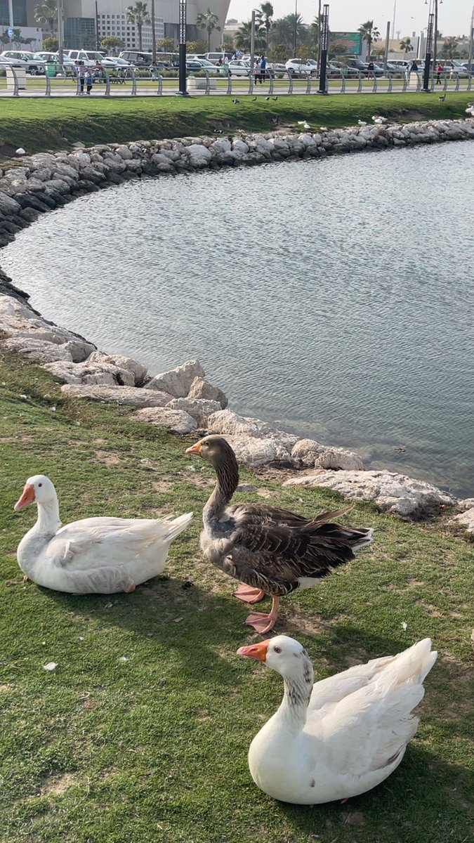 قمر♥️شمر tweet media