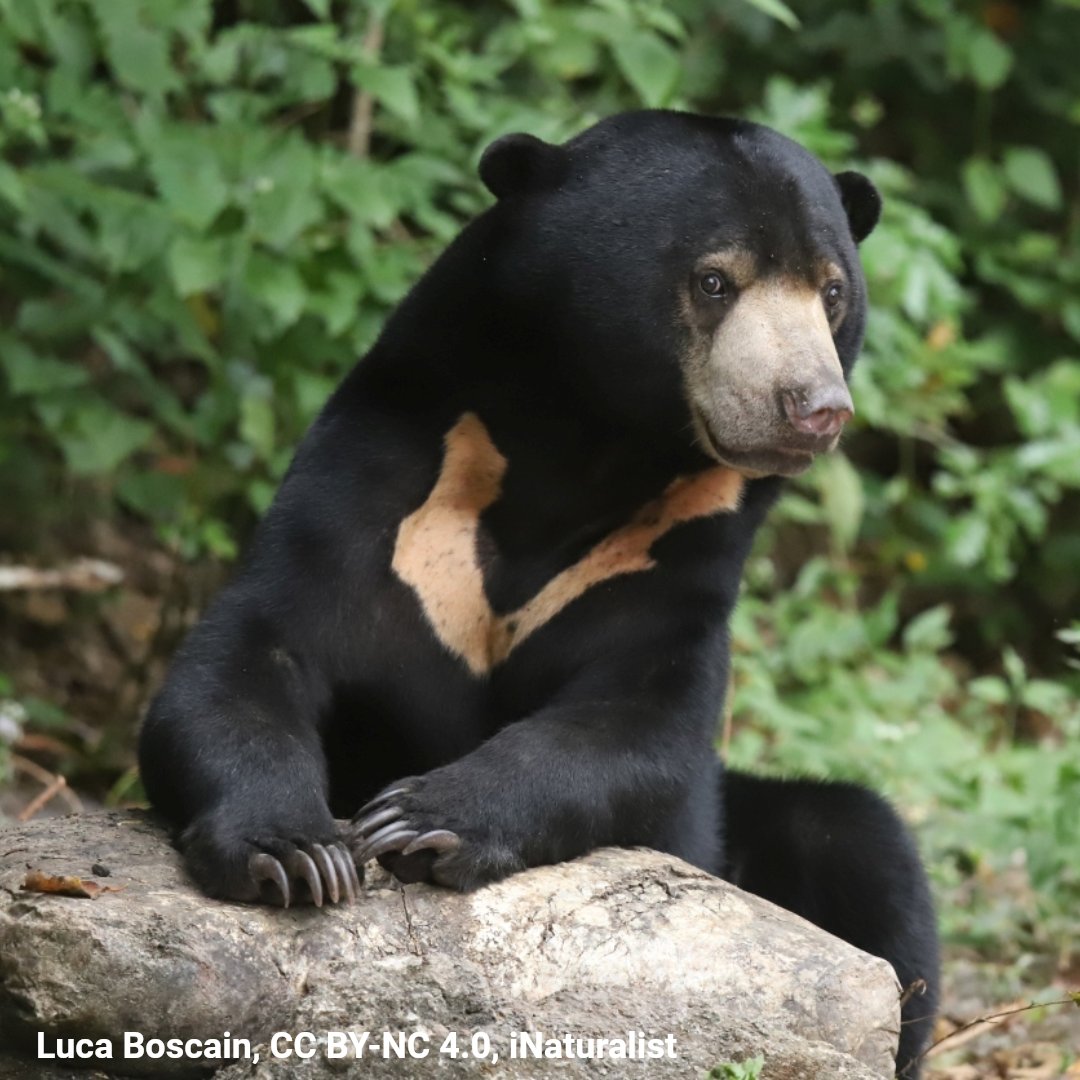 American Museum of Natural History tweet media
