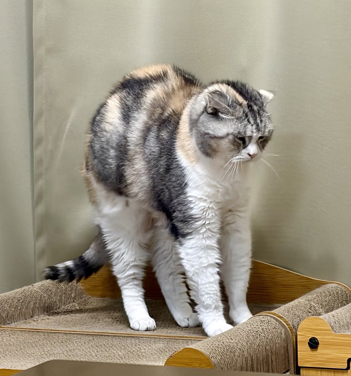 とろふー tweet media