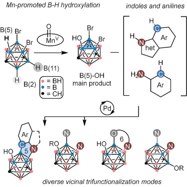 Chem_CP's tweet photo. Online now: B−H oxidation enables modular synthesis of vicinally trifunctionalized boron-rich clusters https://t.co/8XDXilrDH6 https://t.co/bdcw4fDQAY