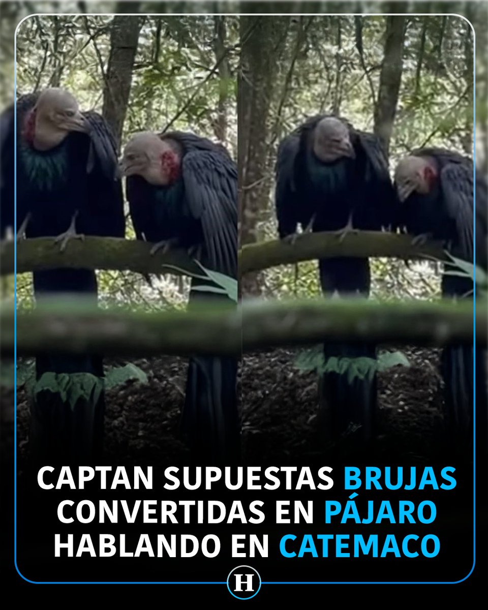 El Heraldo de México tweet media