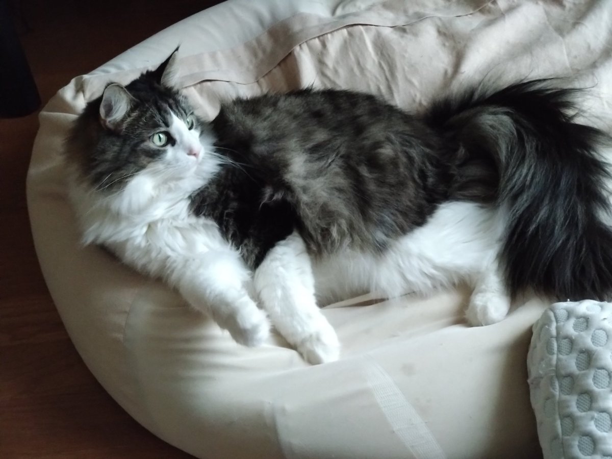 飼い猫溺愛のおに tweet media