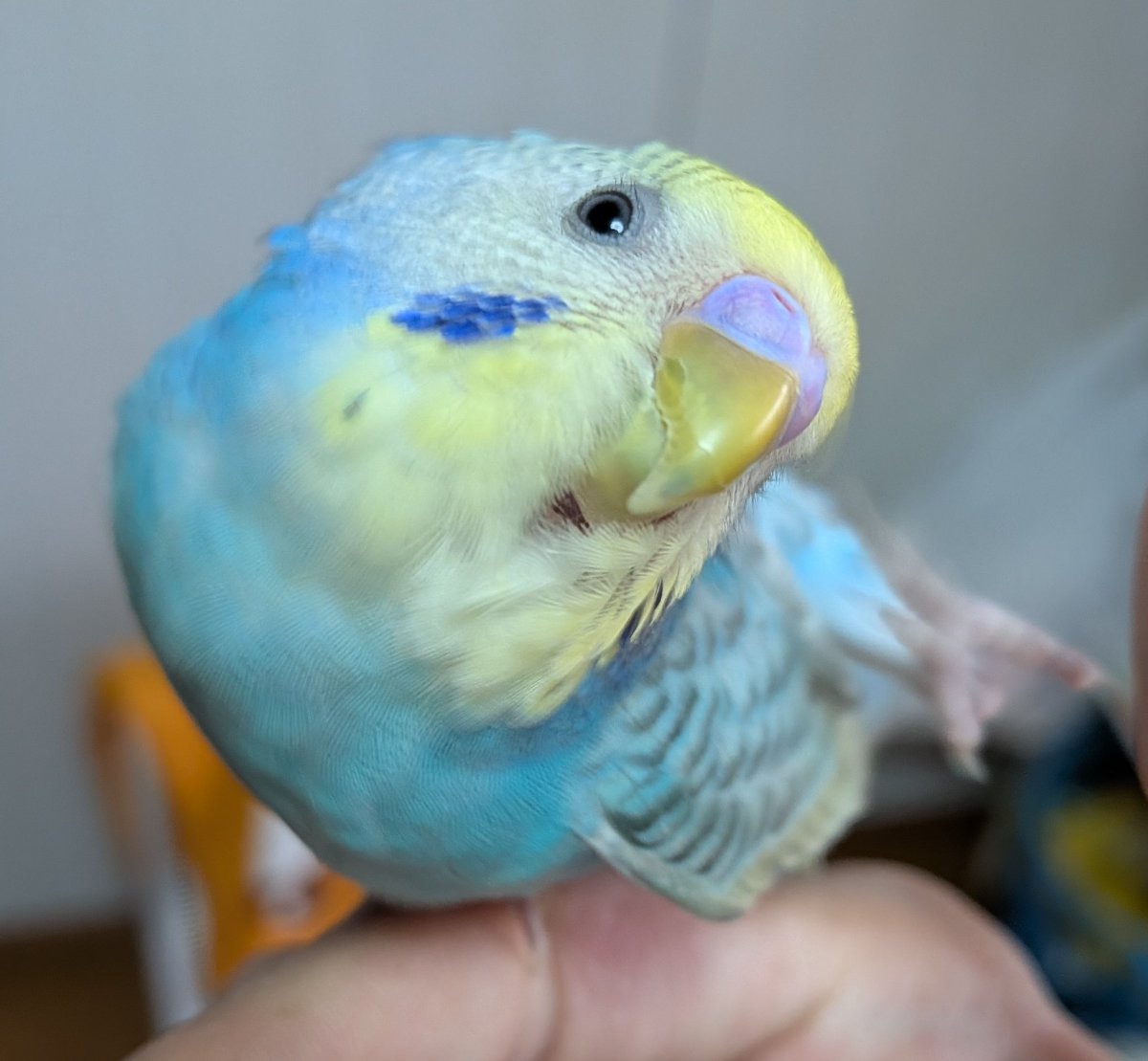 ルピクマ5 tweet media