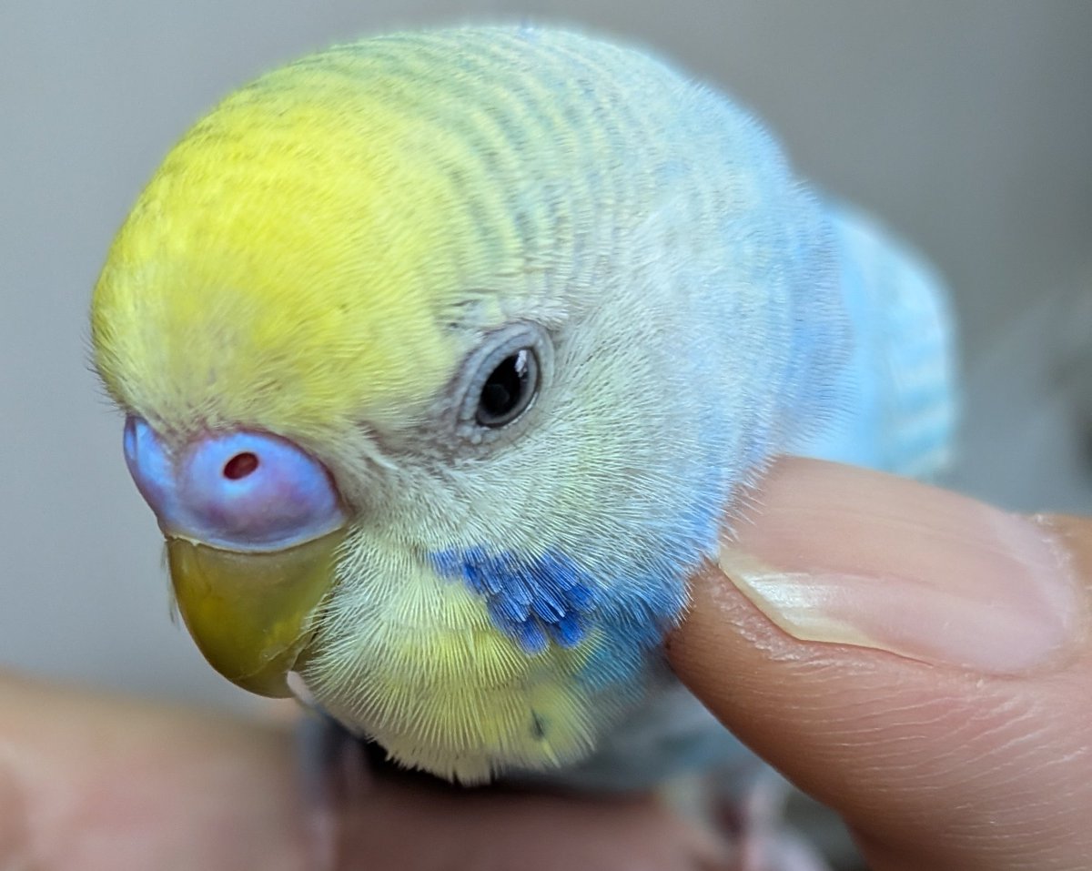 ルピクマ5 tweet media