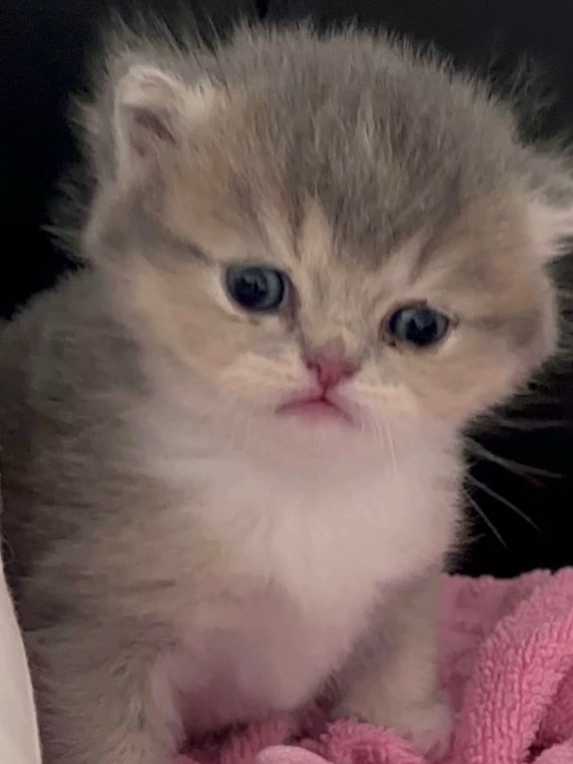 smol silly cat tweet media