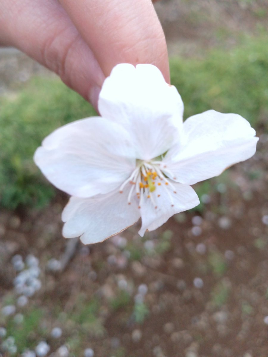 あられ®️🐶🙈🙊🙉 tweet media