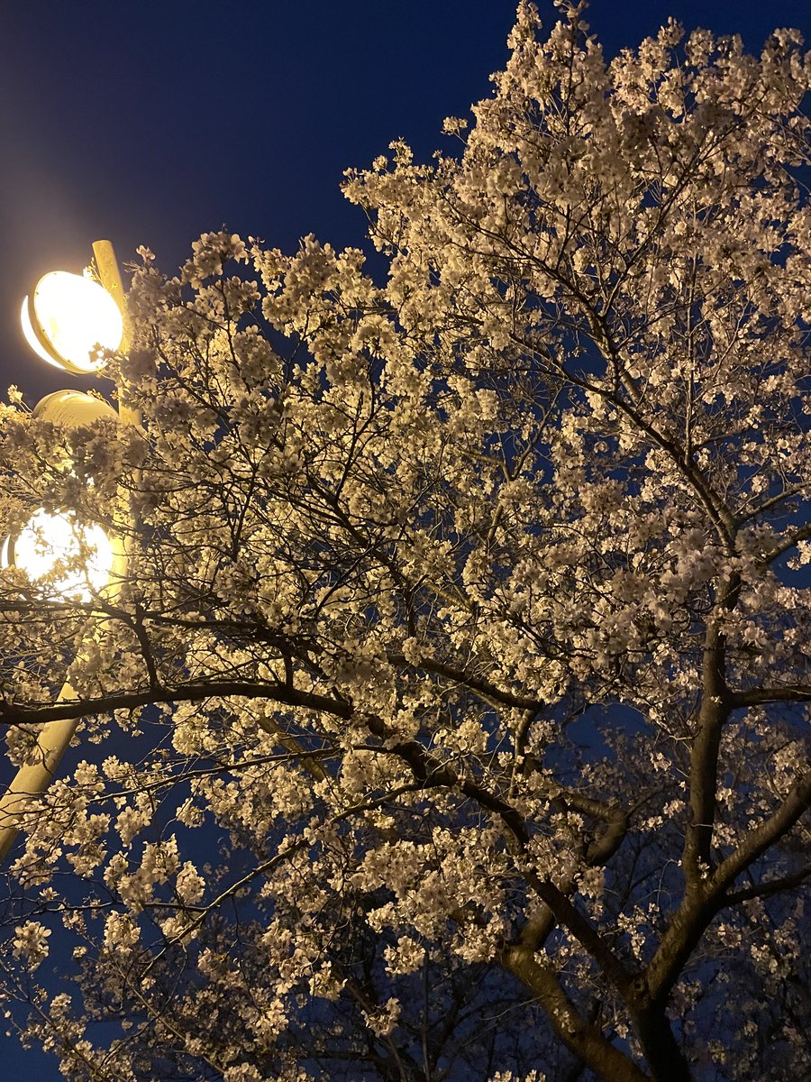 おはよう😊４月1日。新しい１日の始まり。緊張で眠りが浅く、今も落ち着かない。そして相変わらず荷物が重い。
不安症なので色々カバンに入れたくなる。
とりあえず落ち着かせるために走りに行ったが、ドキドキは変わらない。でもスタートした以上頑張ってくるしかない。
16.32キロ。良き良き！