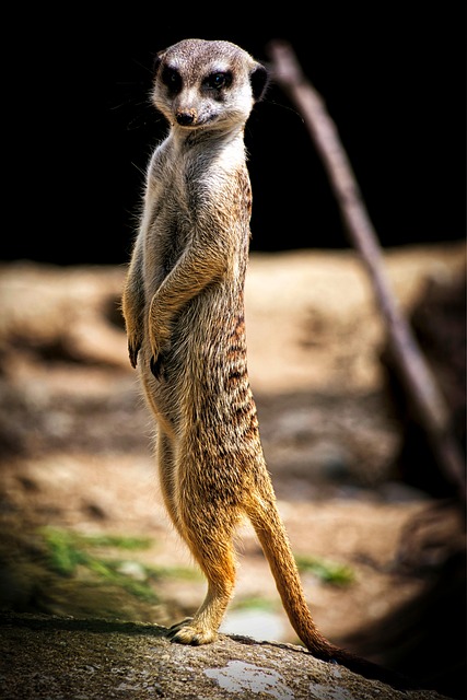 Steve Thap tweet media