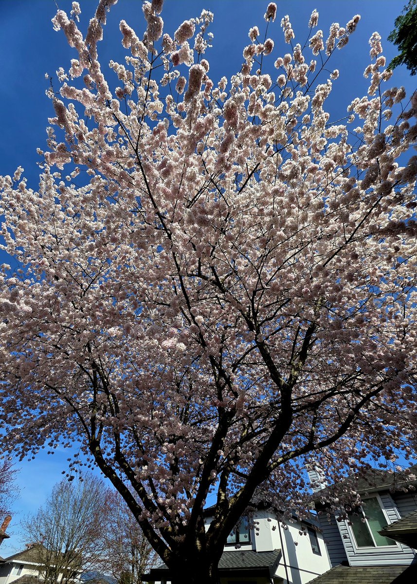 Lady Di 🇨🇦🇺🇦💙💛 tweet media