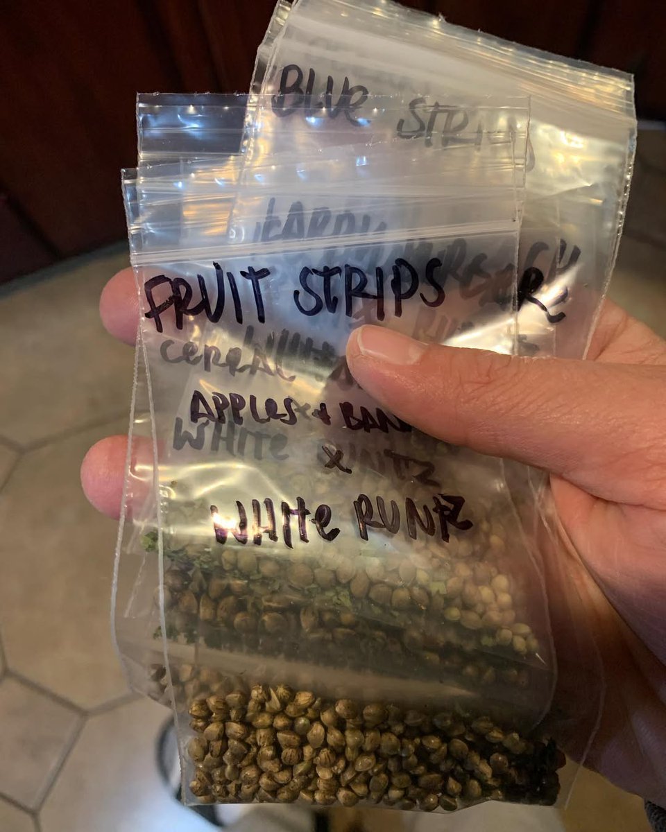 sincity seeds tweet media