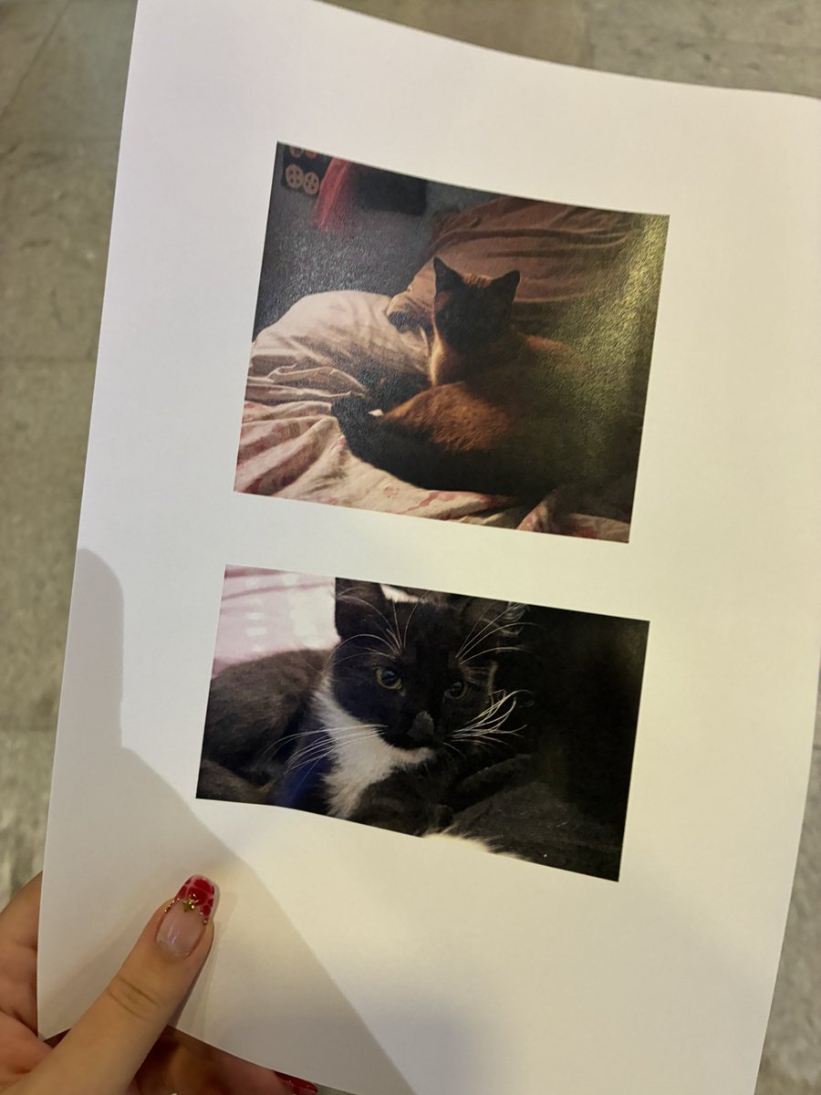 sthe tarot ִ ࣪𖤐 magista ִ ࣪🔮 tweet media