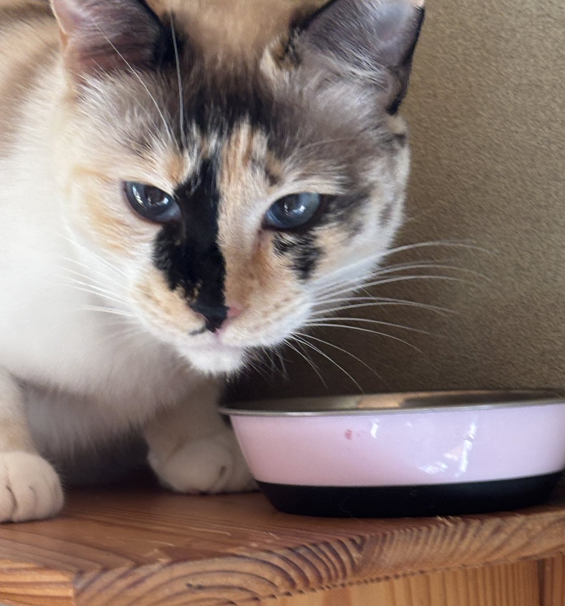 ໒꒱スイッチON໒꒱ tweet media