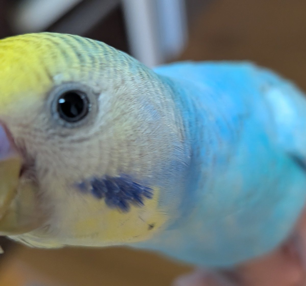 ルピクマ5 tweet media