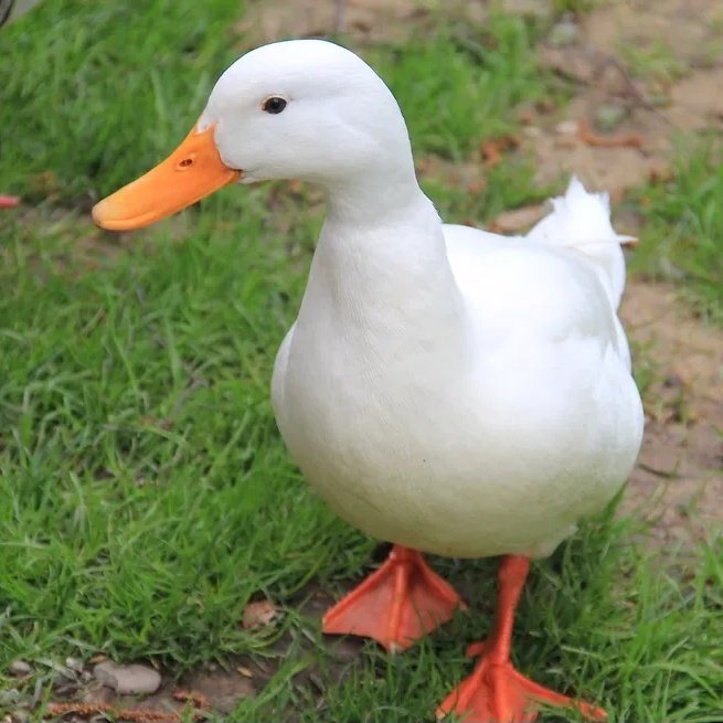 열 마리의 오리 tweet media