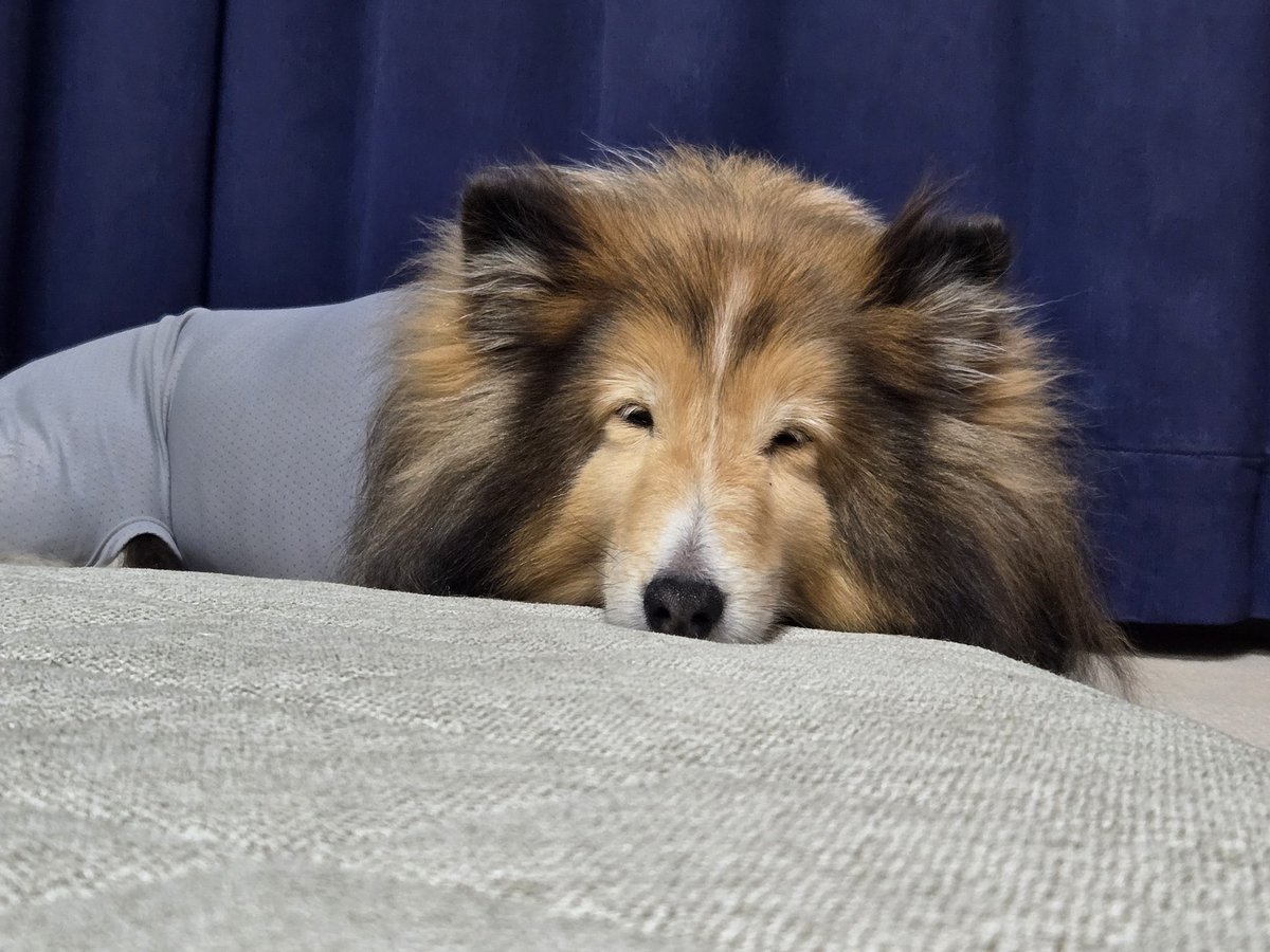 ハル@シェルティ tweet media