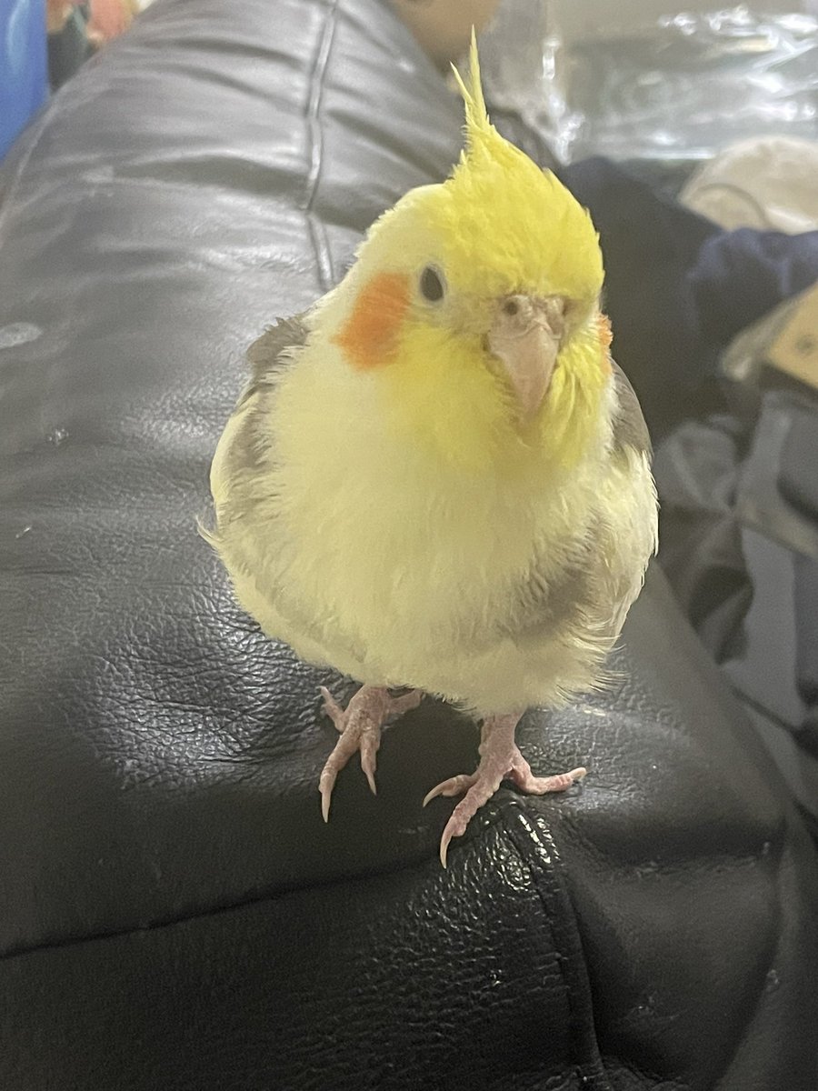 瑠珠★( ,,´・ω・)。+💜・。💜 tweet media