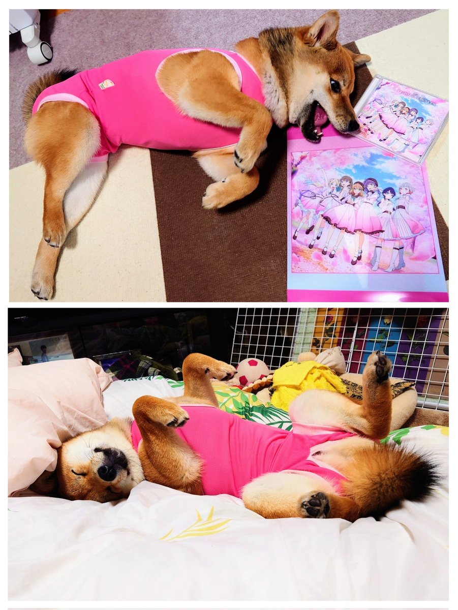 キュアピンフ tweet media