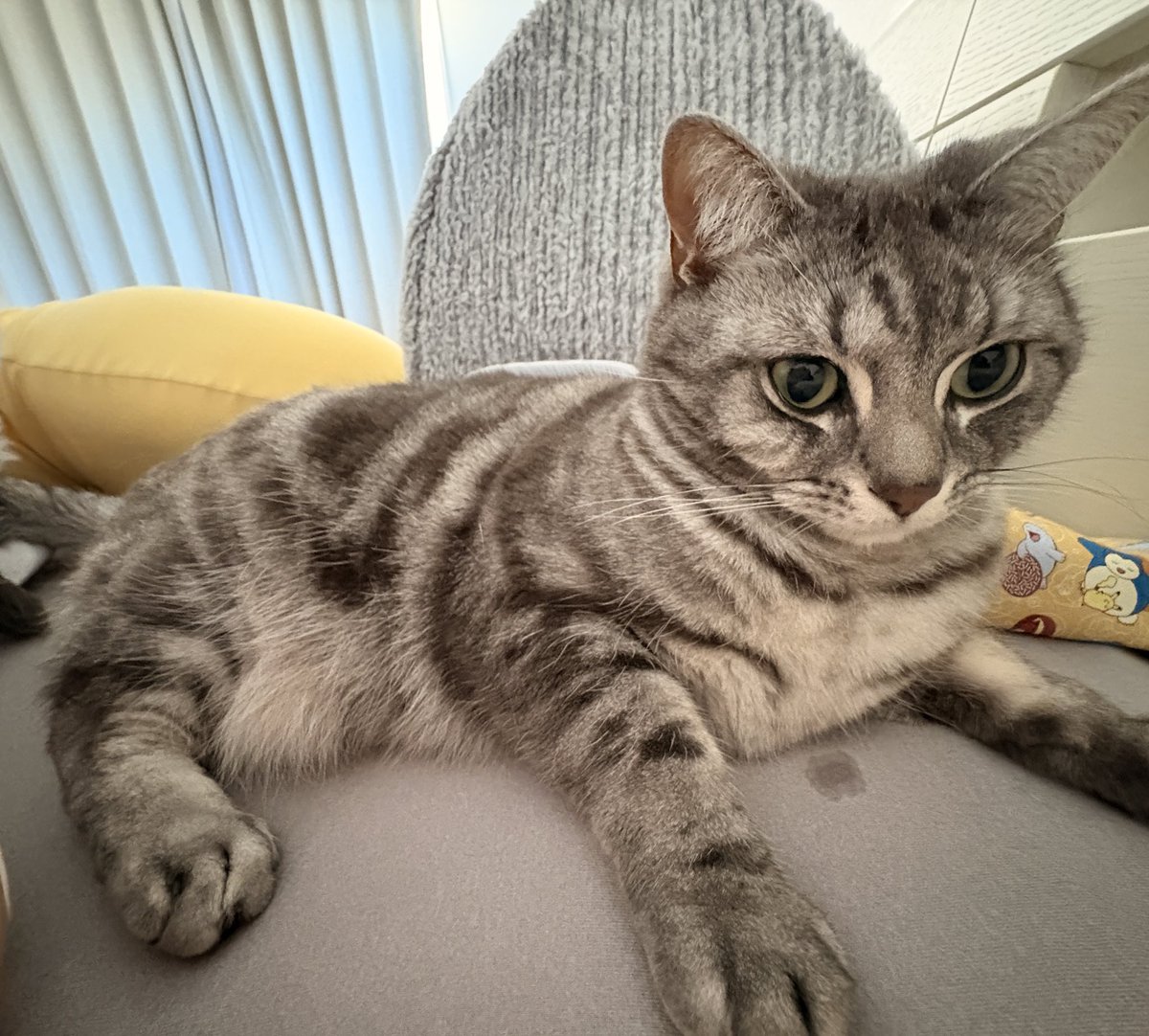 アメショのスイクン！オスにゃ！ tweet media